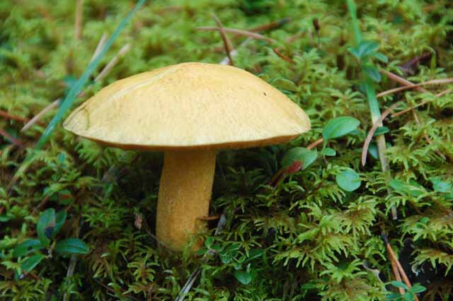mushrooms on Patricia Lake Loop